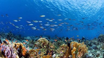 守护海洋伏季休渔秩序